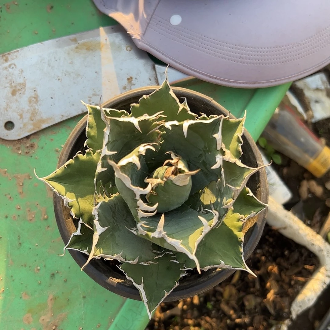 多肉植物白鲸龙舌兰