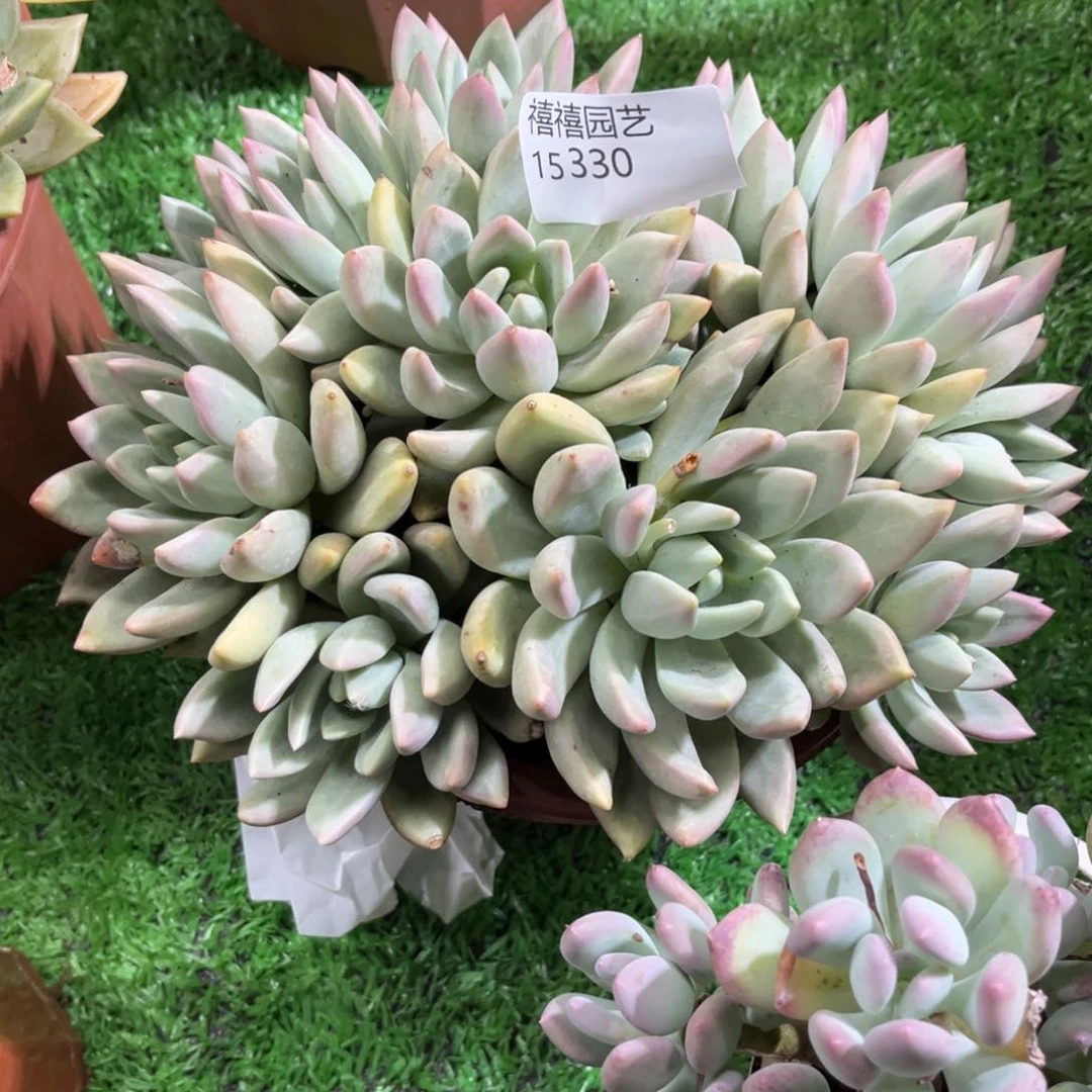 ，15330仙贝多肉植物