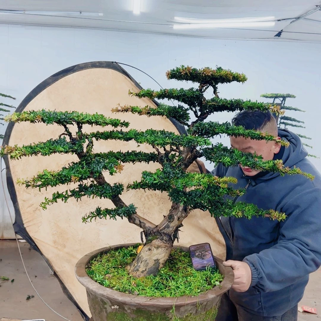 无花朵盆景园林……