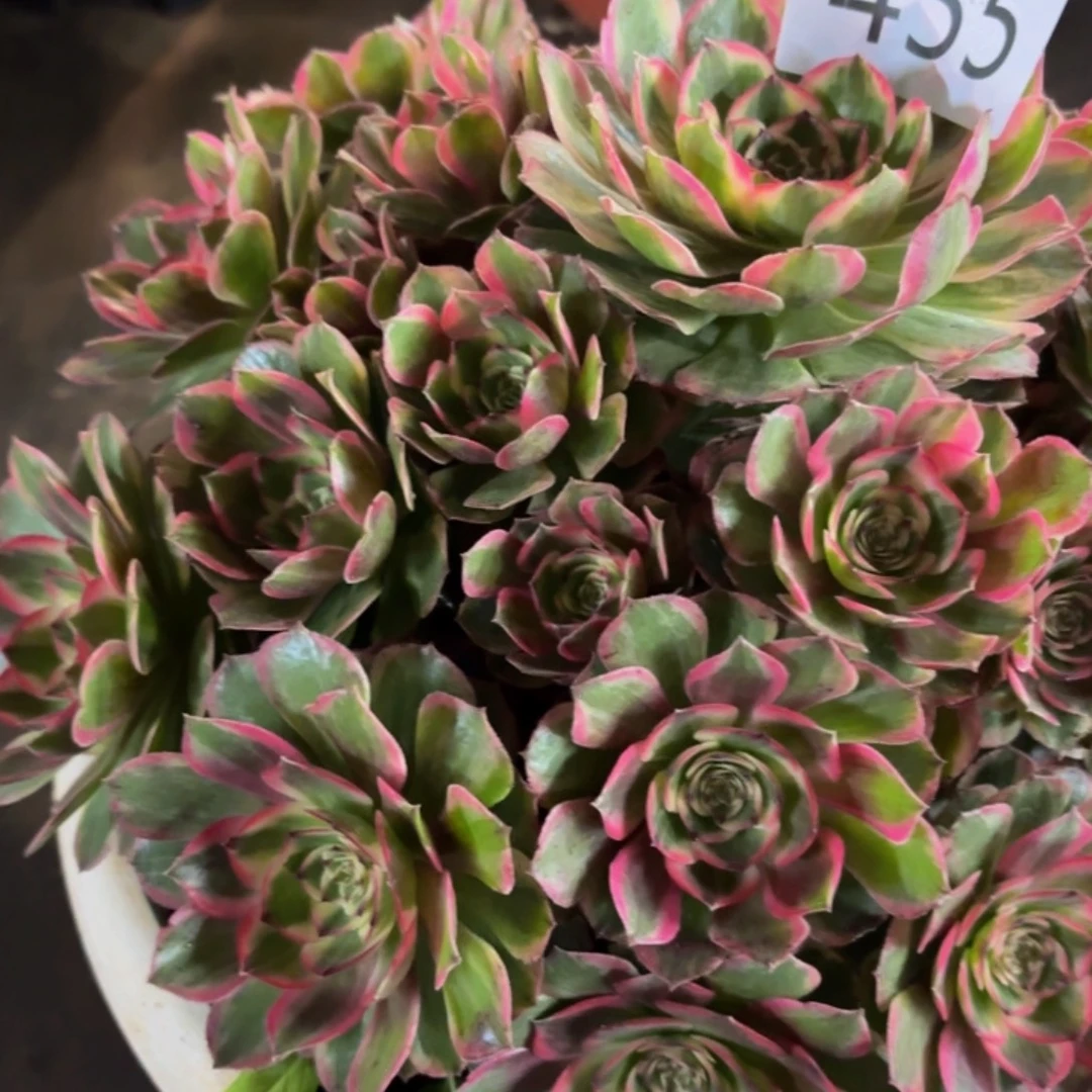 哈哈多肉葡萄福利455