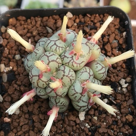 多肉肉锥 12头 猴脸青姬