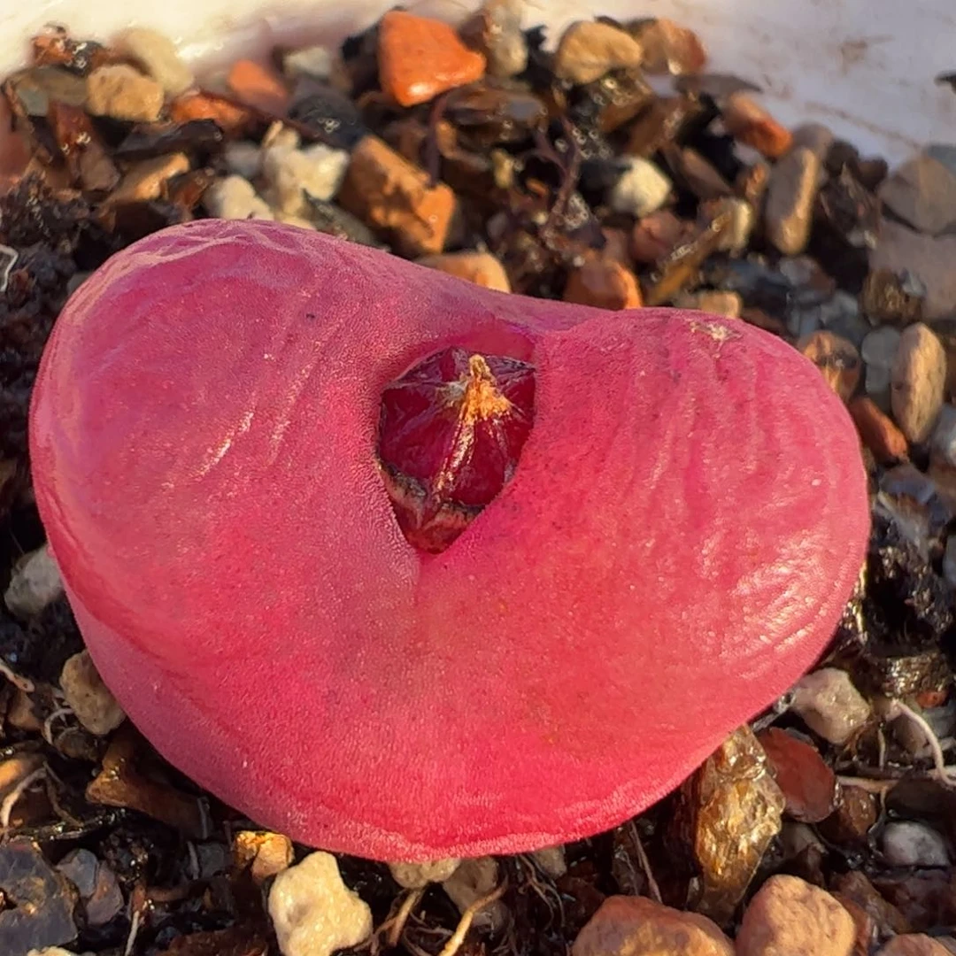 多肉植物百科20，