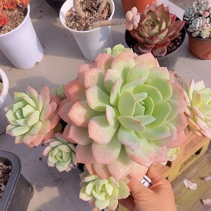恋曲1559多肉植物
