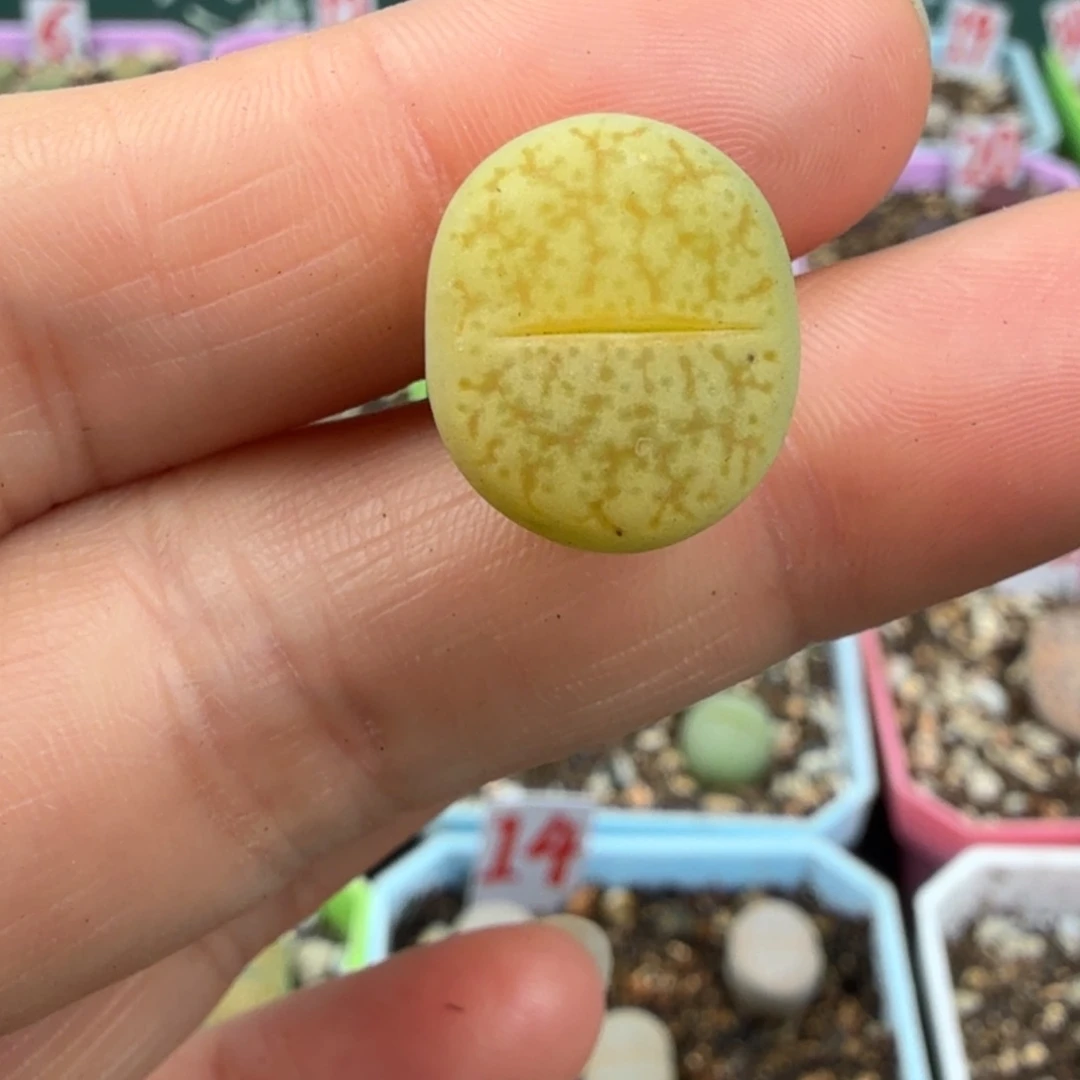 象牙曲脱土发货44