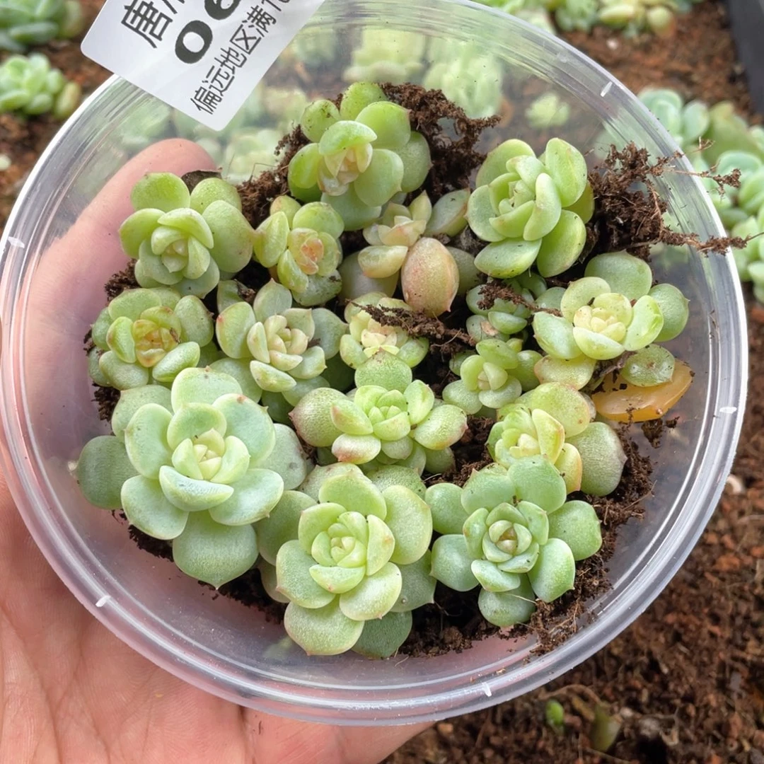 糖心珍妮混一物一拍067