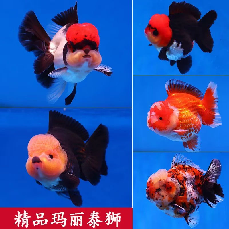 玛丽泰狮 将军泰狮 （混装）尺寸6-8CM