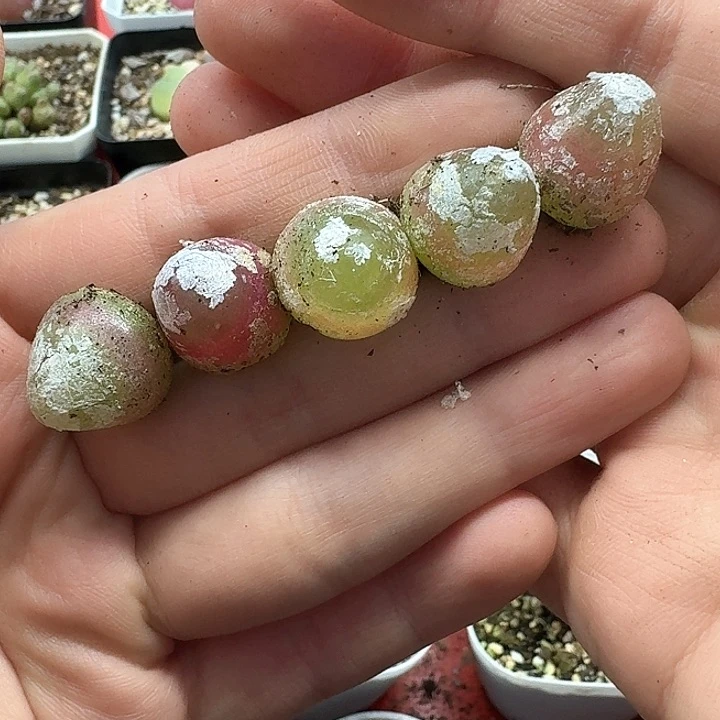 老马生石花灯泡1138