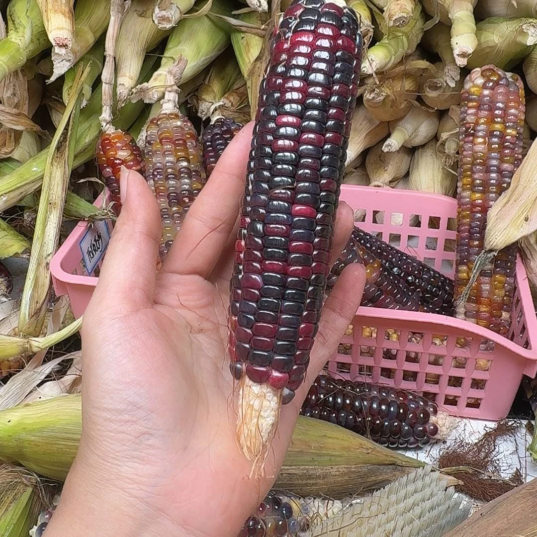 R***呀大叶紫檀（黑酸枝木类）
