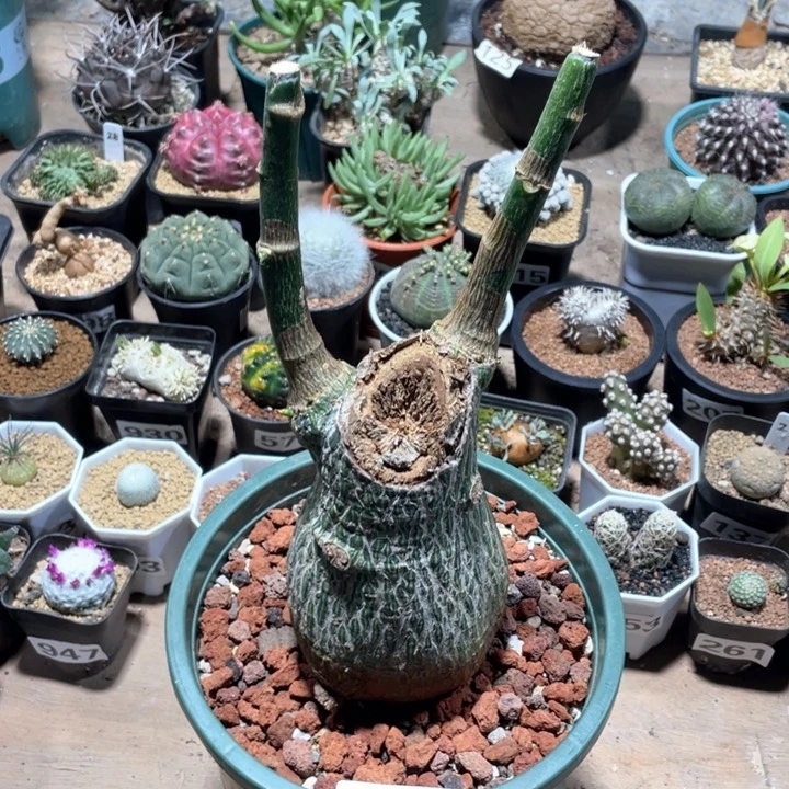 318超大龟甲木棉块根