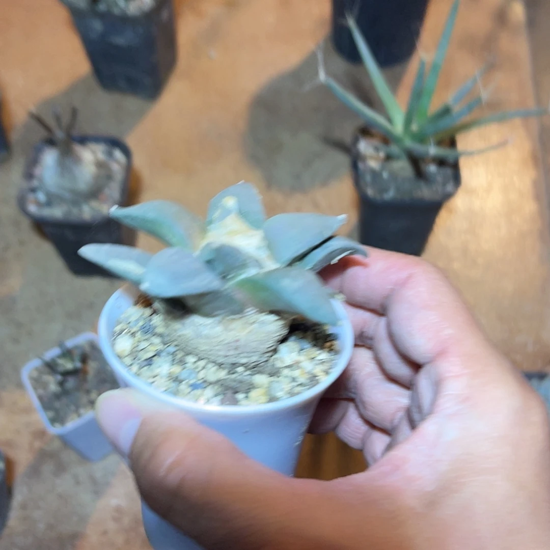 实生青瓷岩牡丹一物一拍