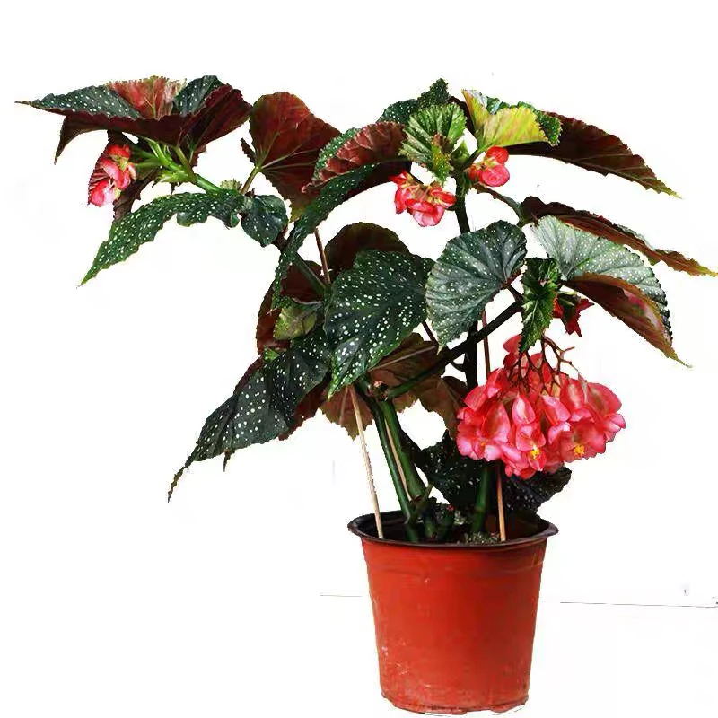 大叶海棠室内花卉高度30公分花卉绿植盆栽