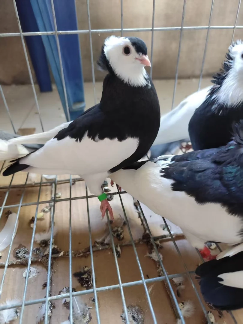 观赏鸽子鸽子保健品