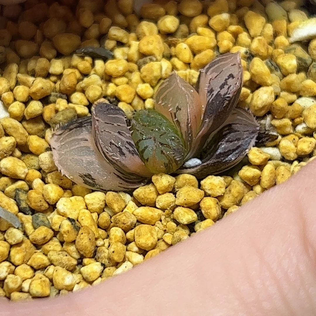 粉黛锦十二卷多肉植物