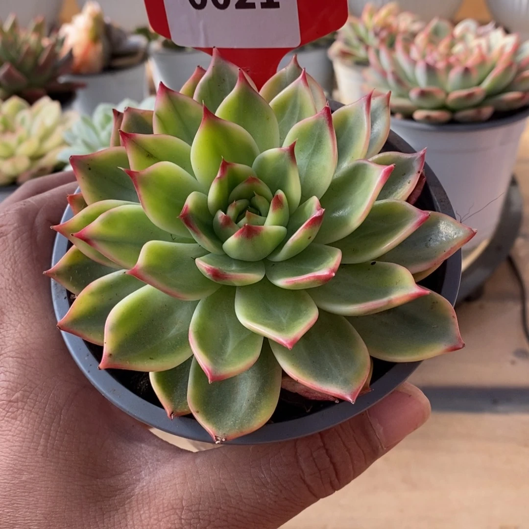 0021桃花哈哈哈哈哈哈