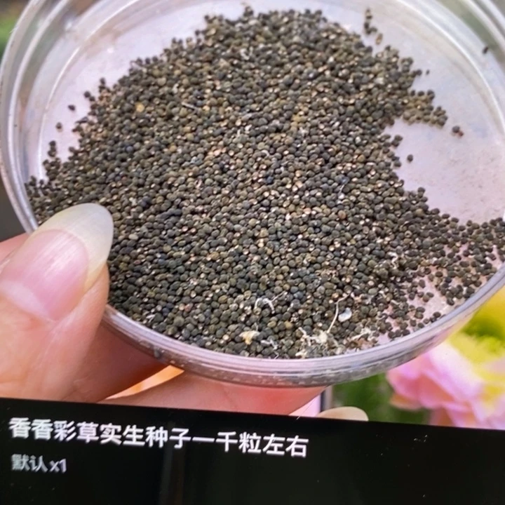 香香实生彩草种子1一2千粒