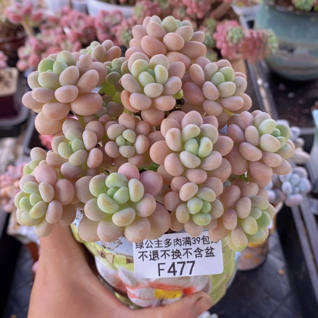 洛可可10cm477多肉植物