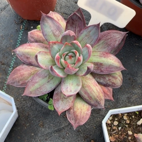 不***道18惊鸿仙子多肉植物多