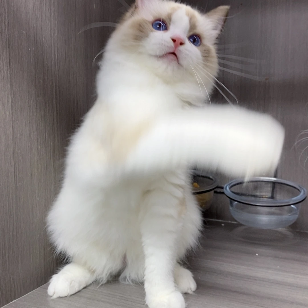 布偶猫小乔-海双妹妹