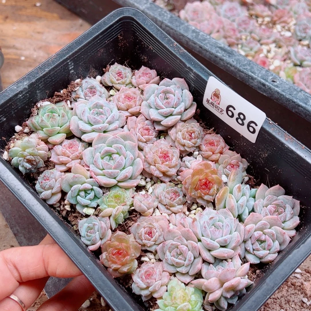 嘉***多肉植物多肉植物
