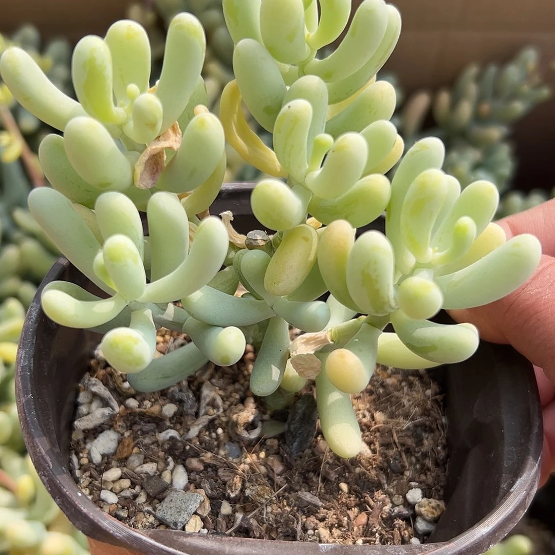 多肉植物多肉植物