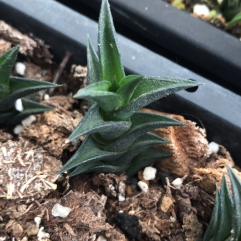 龙城硬叶多肉植物