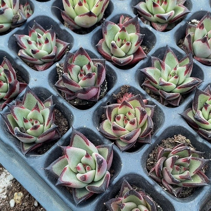 小乌木1元带土发