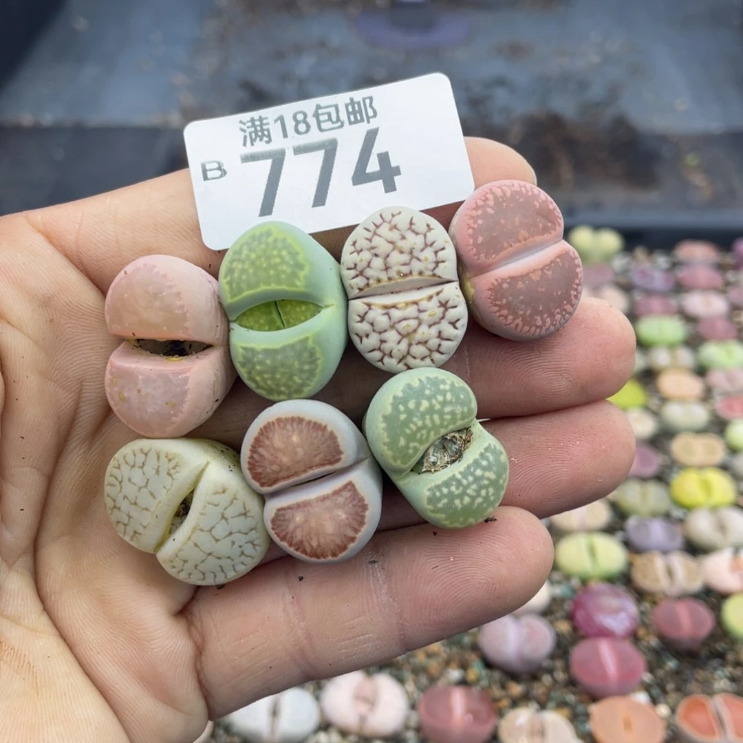 无铅玻璃华***运0000000000774