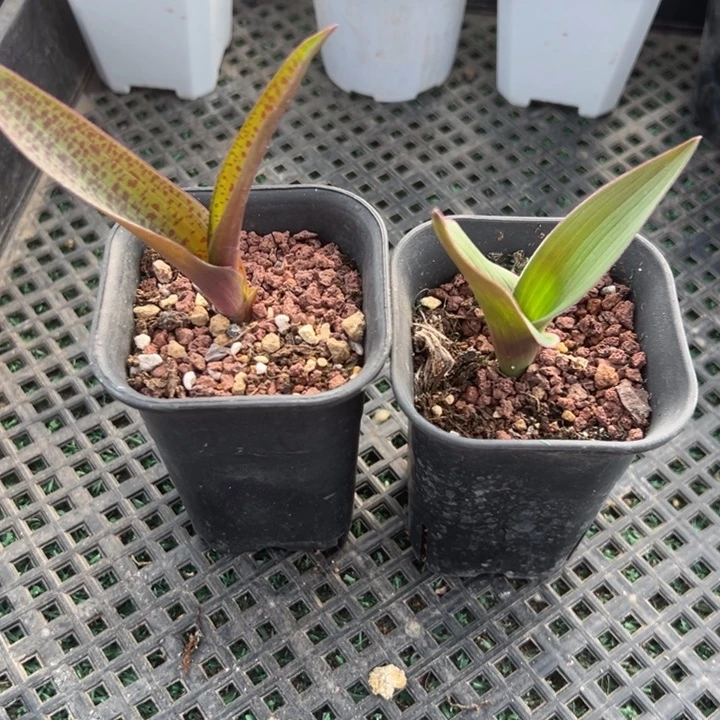 两颗立金花，一物一拍带盆