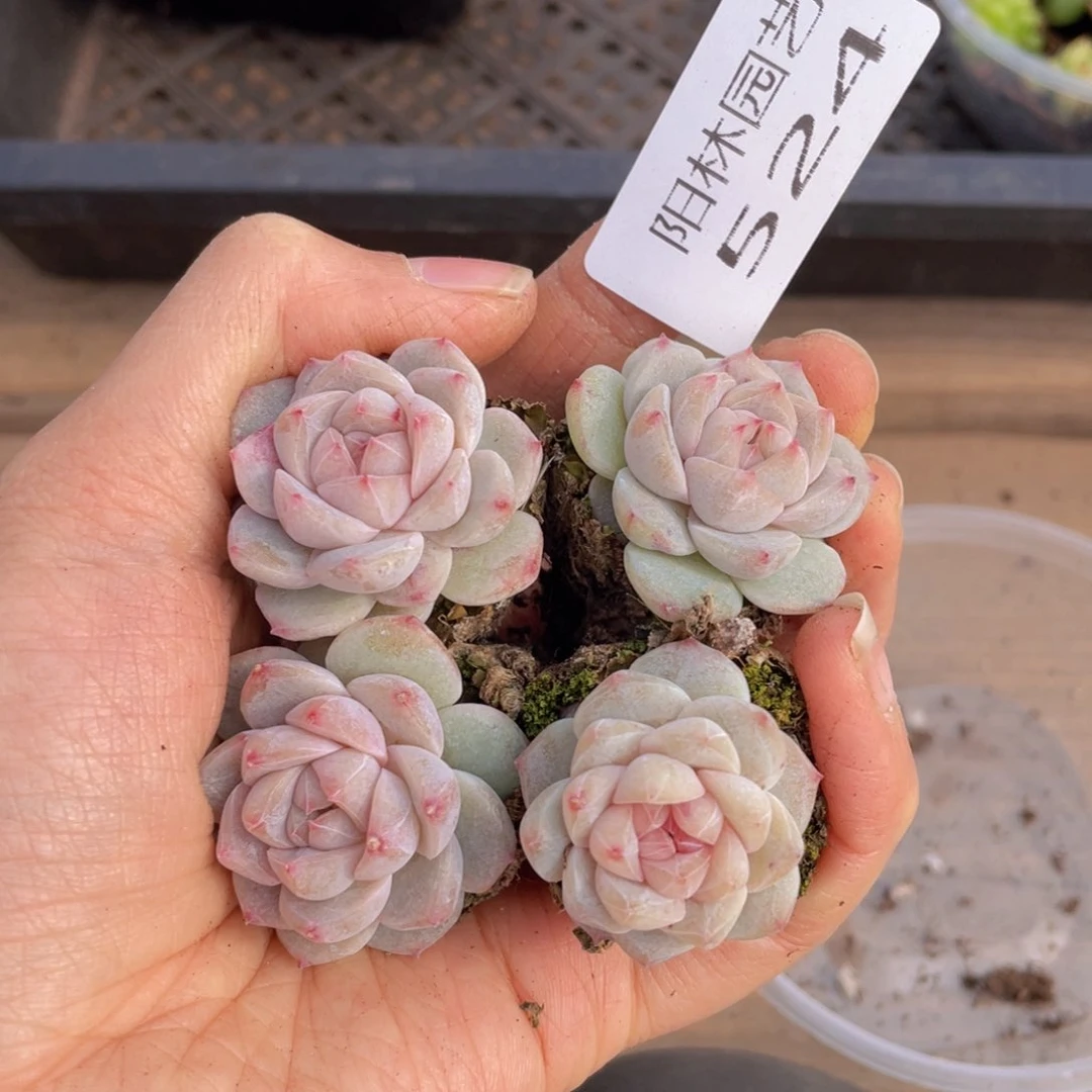 多肉植物多肉植物524