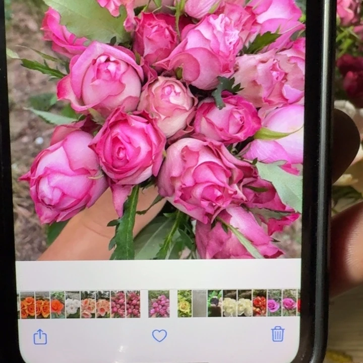 无花朵巧合扦插小苗