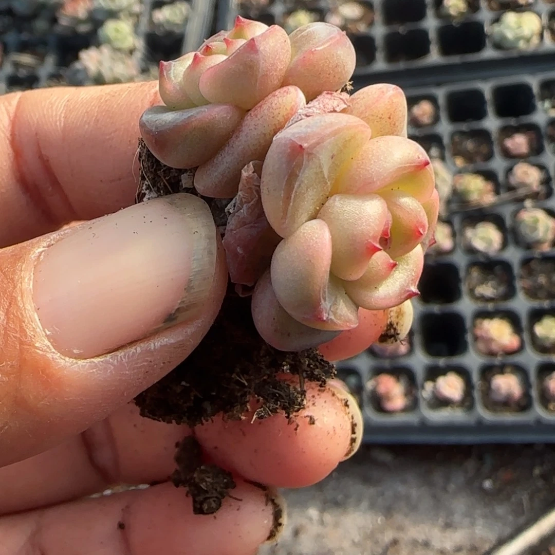 小卡拉米糖心一物一拍