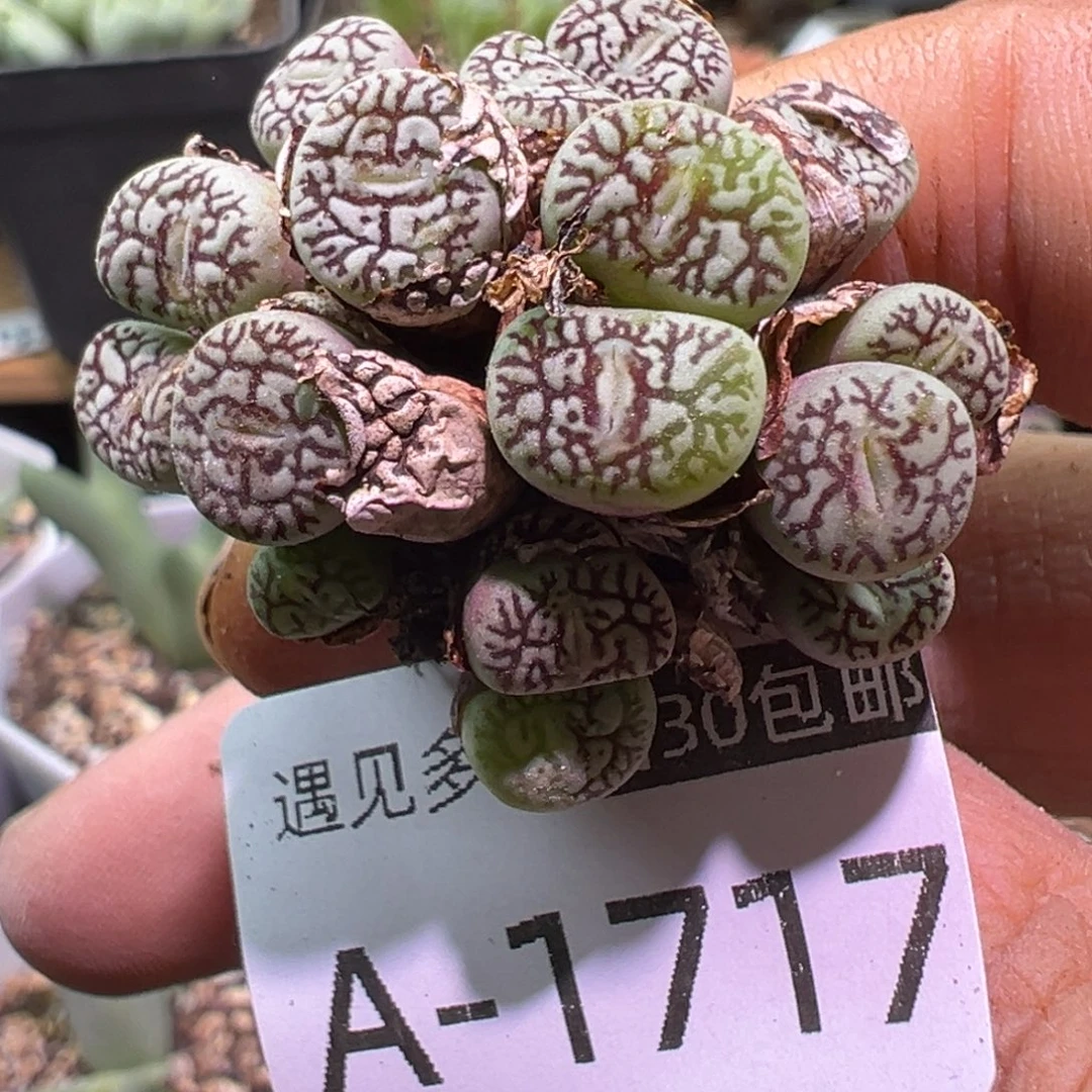 多肉植物11111111111111