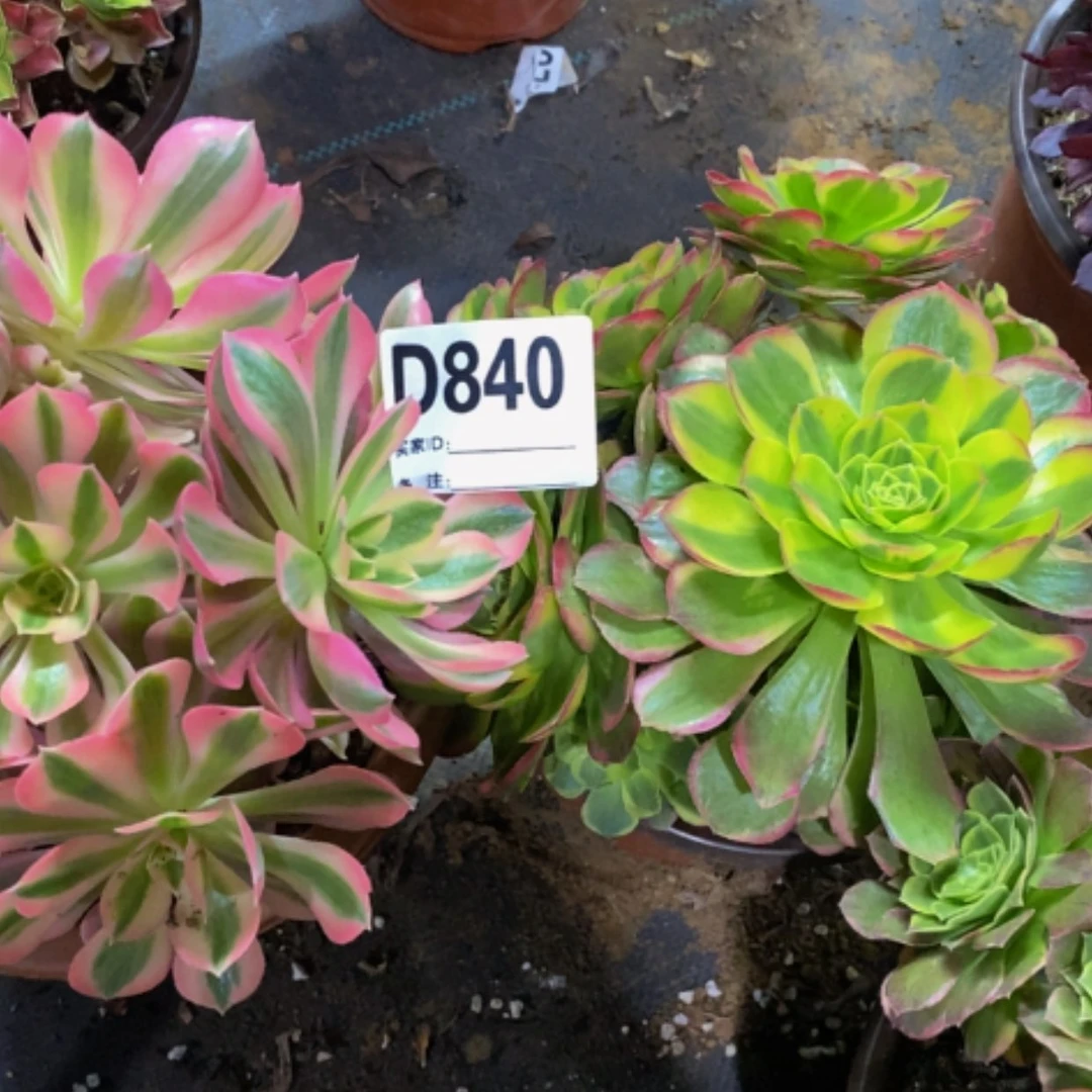 【闪购商品】美杜莎840