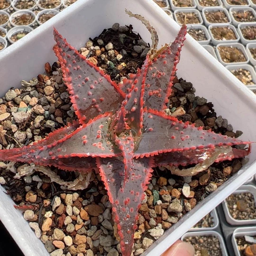 142多肉植物百科