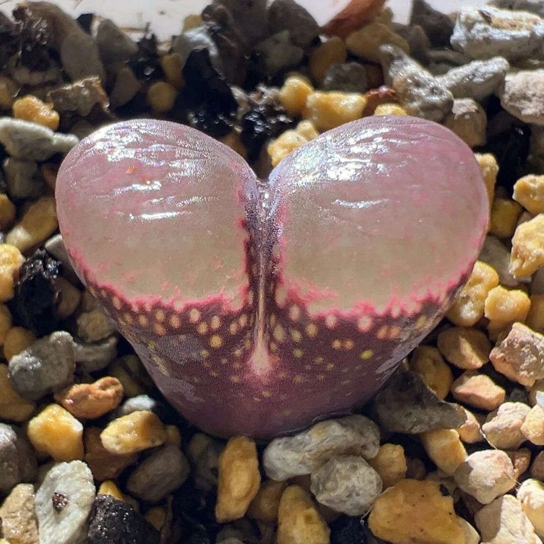 紫体紫窗 好看 10