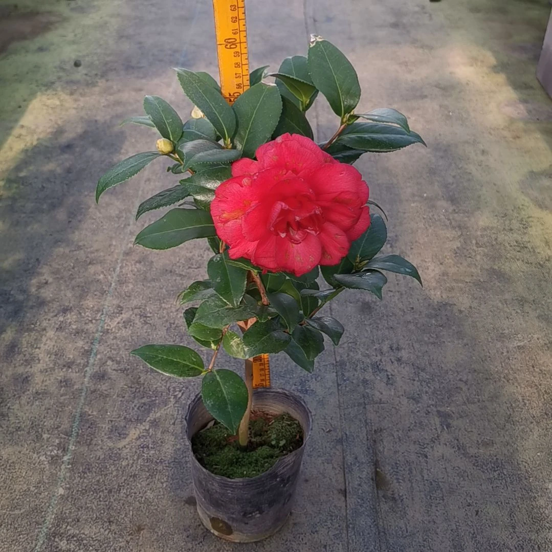 少量花朵（建议范围：2朵-5朵 或40%以下）青叶贝拉纯色