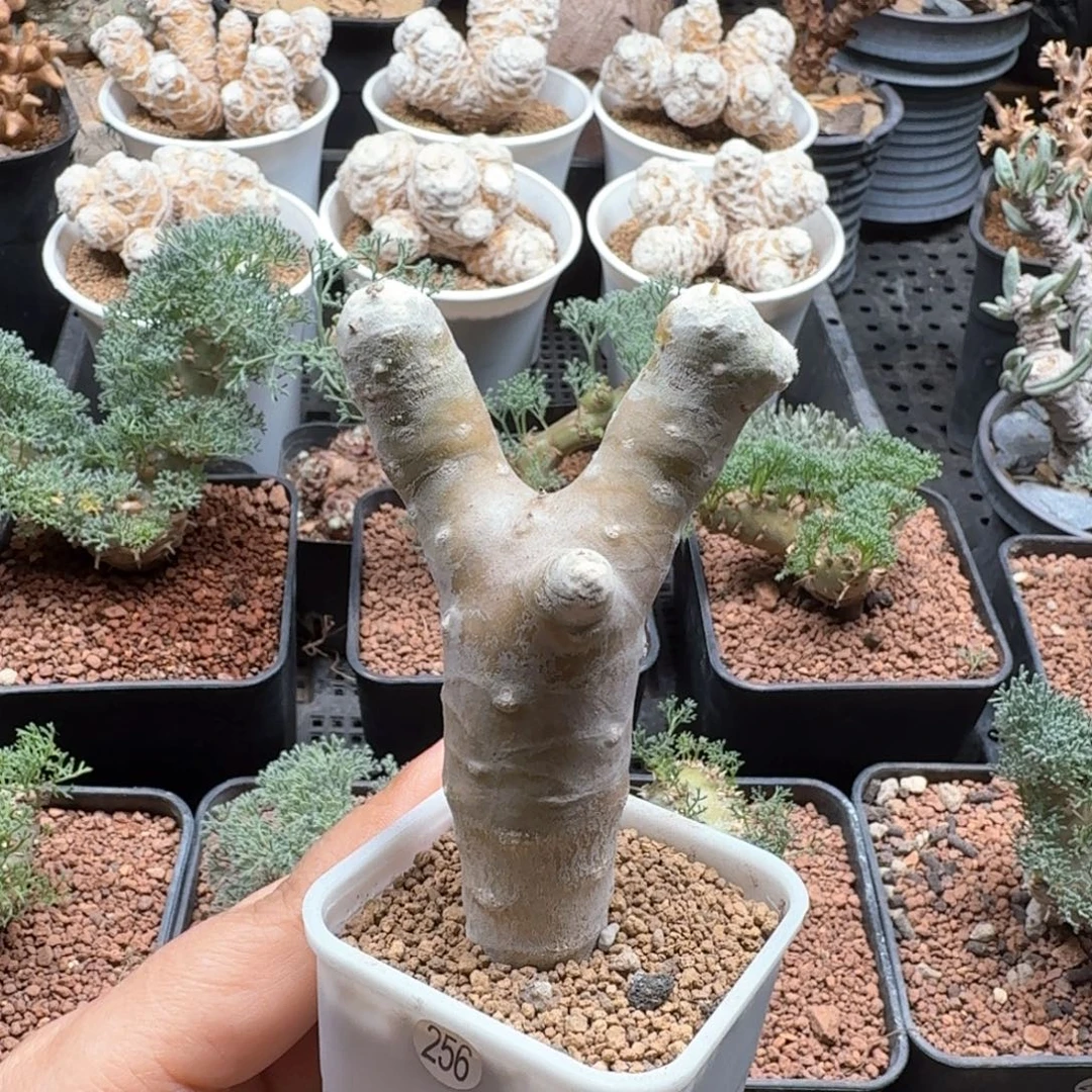 雪鹿厚墩菊256仙人掌