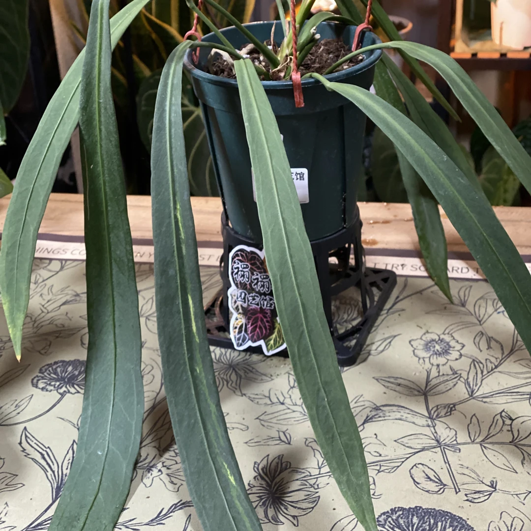 领带花烛：维塔领带 室内好养花烛，领带入门花烛