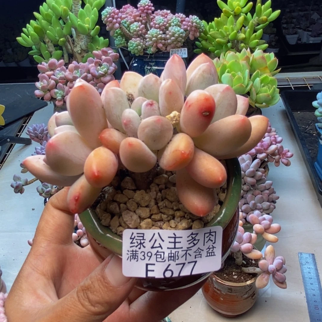 677丸叶香水多肉7c m