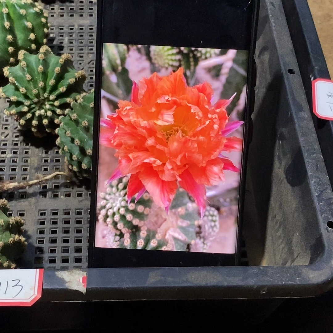 彩 江南13侧芽歪20包邮/5公分