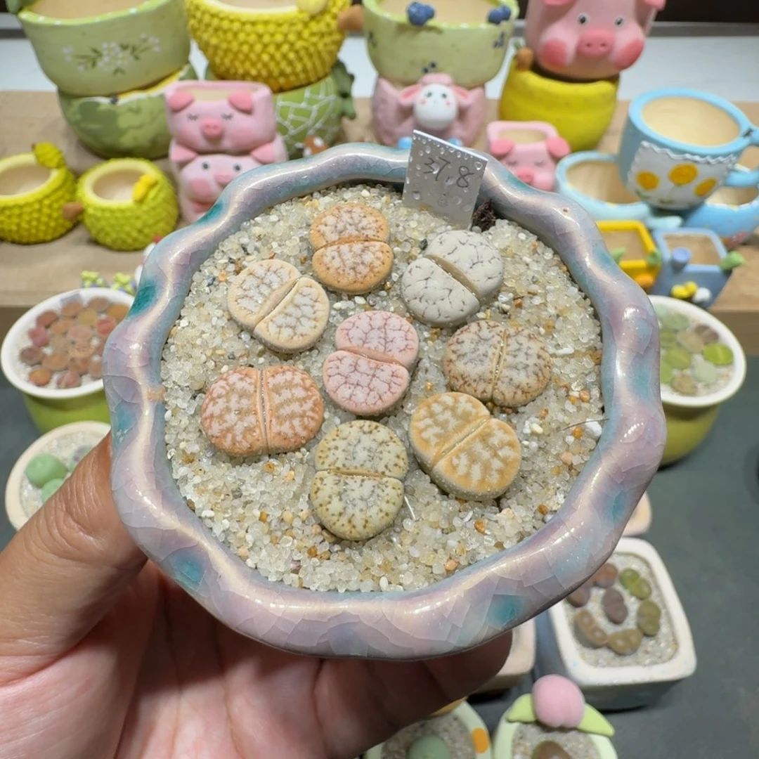 蘑菇224c309a拿铁拿铁