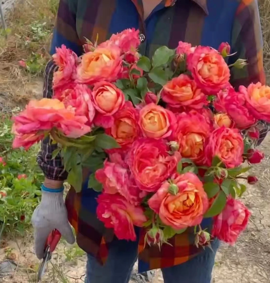 大花美人中苗浓香月季