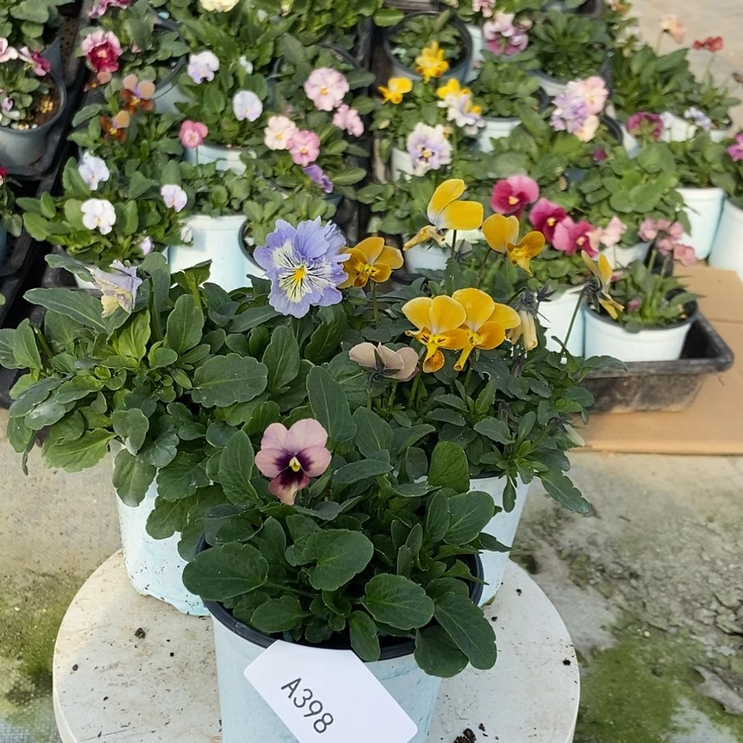 大部分花苞少量开放