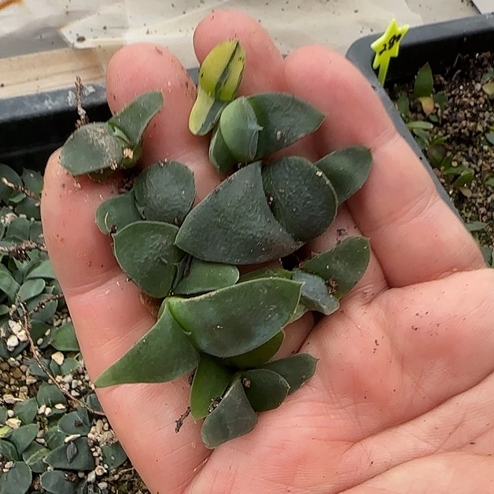 4号，10颗卧牛小苗一组，不寄养
