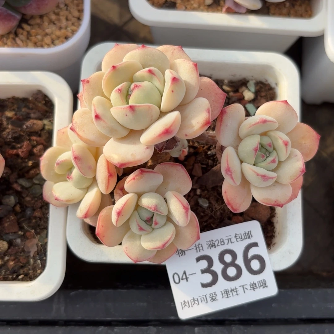 白底香草无盆土发货