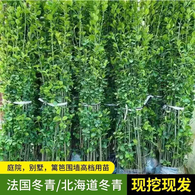 庭院围栏围墙绿篱笆墙丛生北海道黄杨树苗大叶冬青树苗四季常青