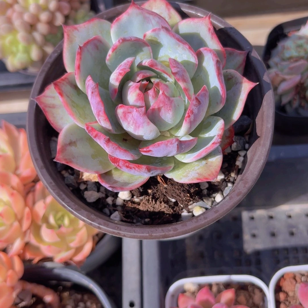 惊鸿吉娃娃多肉植物16.8