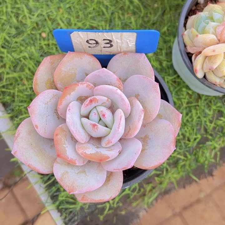 健健康康平平安安