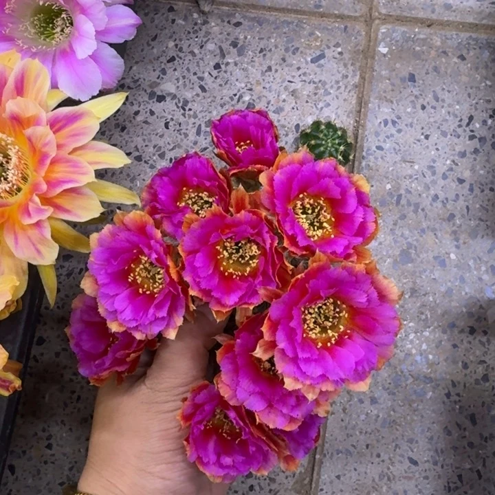 341丽花小乔歪无根侧牙3公分左右,20包邮