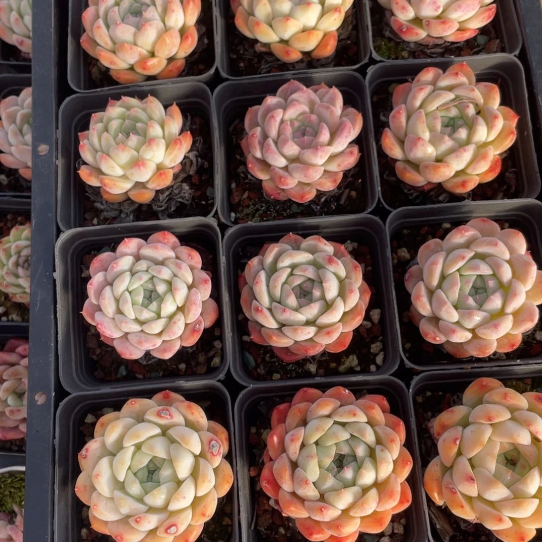 多肉植物十二个精品组855